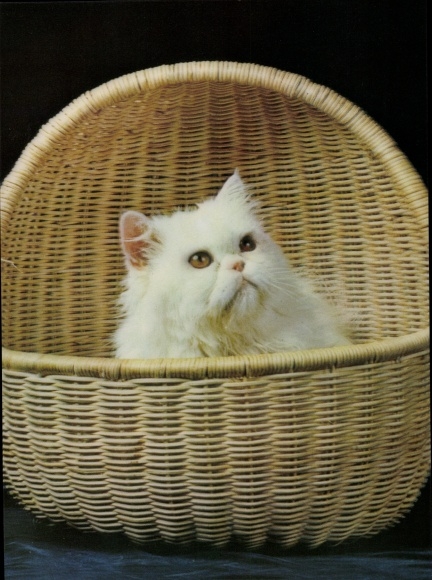 3 D Postcard White cat in a wicker basket