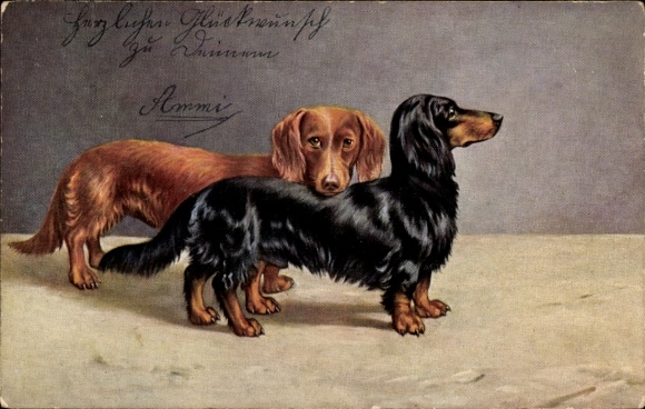 Artist Postcard long-haired dachshunds, brown and black dachshund, dog portrait