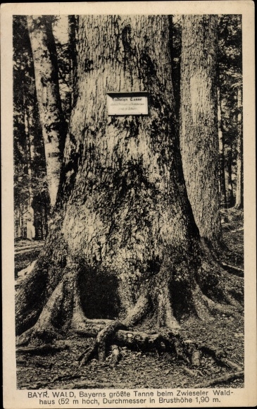Postcard Zwieslerwaldhaus Zwieseler Waldhaus Lindberg in the Bavarian Forest, largest fir tree in Bavaria