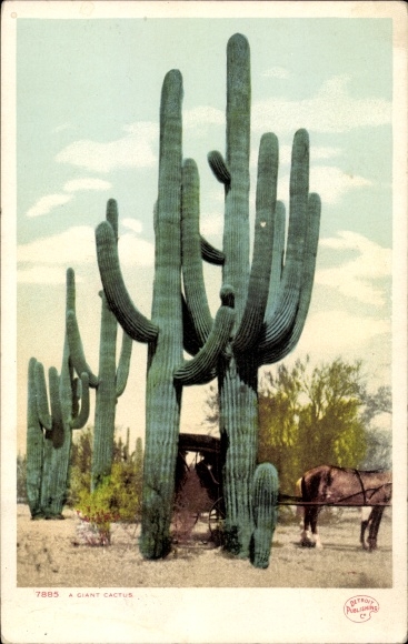 Postcard Grand Canyon Arizona USA, A Giant Cactus