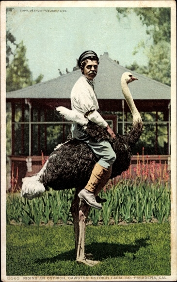Postcard Pasadena, California, USA, Cawston Ostrich Farm, Riding an ostrich