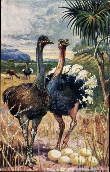 Artist Postcard von Baumgarten, E., ostriches in South West Africa, ostrich eggs, German colonial areas