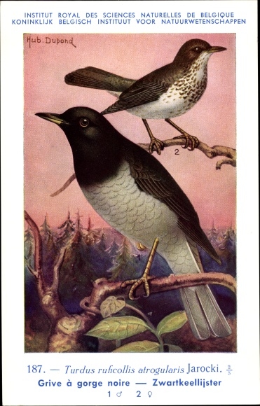 Artist Postcard Dupond. Hub., Turdus ruficollis, red-throated thrush