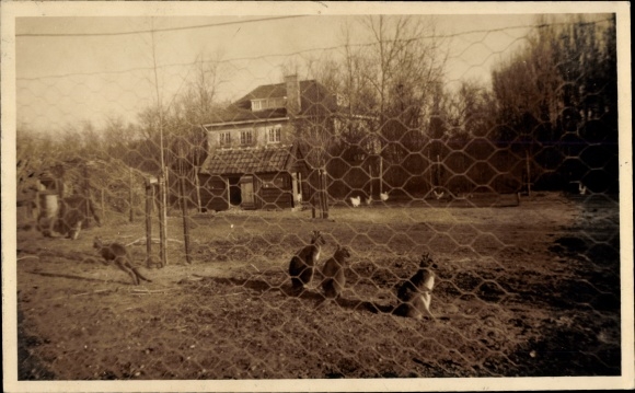 Photo Postcard Haamstede Zeeland Netherlands, animal enclosure, kangaroos
