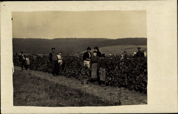Postcard grape harvest, wine harvest