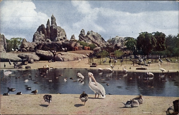 PC Hamburg Eimsbüttel Stellingen, Carl Hagenbecks Zoo, Gr. Bird pond and rocky area