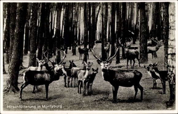 Ak Moritzburg in Sachsen, Hirschfütterung, Rehe und Hirsche im Wald, Schwarz-Weiß-Fotografie