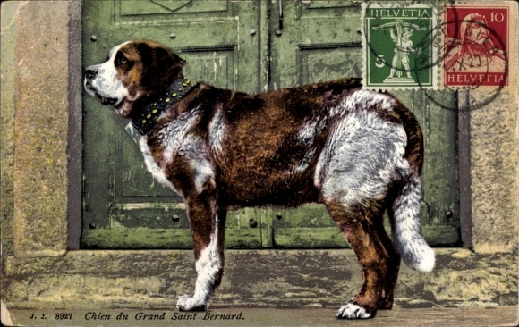 Postcard St. Bernard, Dog of the Grand Saint Bernard