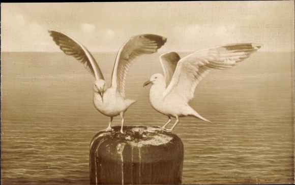 PC Baltrum, seagulls on the facility