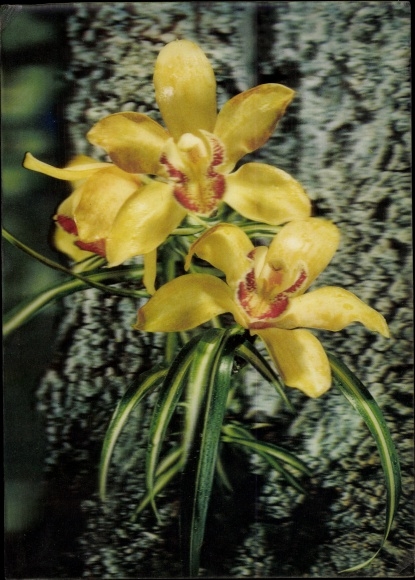 3 D Postcard Orchid, yellow flowers