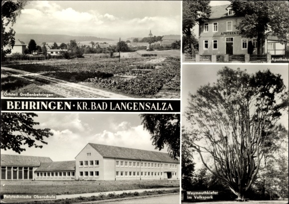 Ak Großenbehringen Behringen in Thüringen, Polytechnische Oberschule, Weymouthkiefer, Apotheke