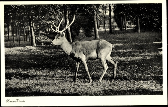 Postcard Harz deer in a meadow