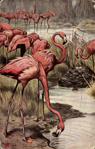 Artist Postcard Kuhnert, Wilh., Flamingos by the Water