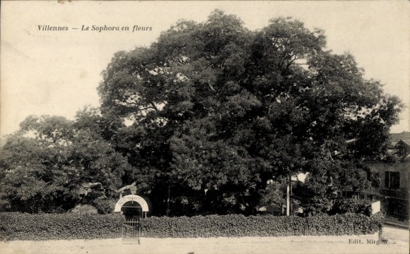 Postcard Villennes sur Seine Yvelines, Sophora en fleurs