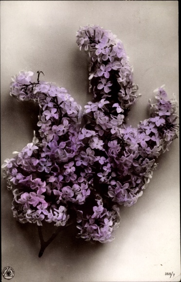 Postcard Lilac, NPG 355/7