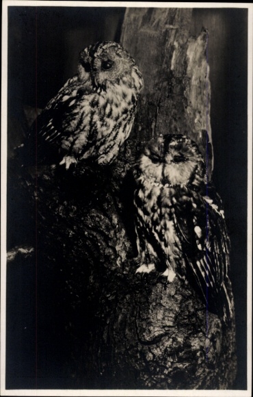 Postcard Heimatmuseum Leipzig, Tawny owl on oak trunk