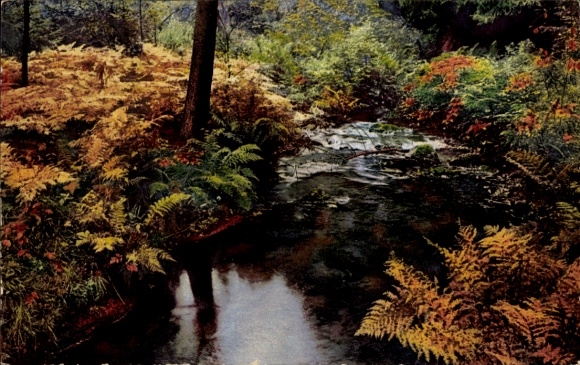 Postcard Hamburg Nord Eppendorf, autumnal forest stream, colorful blaze of the riverbank plants