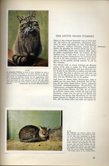 Beautiful cats collecting picture album of Austria Tabakwaren GmbH Munich 1955