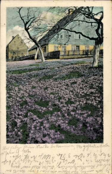 Postcard Porschendorf Dürrröhrsdorf Dittersbach Saxony, crocus meadows in Schlösschen Porschendorf