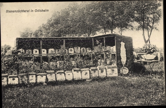 Postcard Odisheim in Lower Saxony, beekeeping, beekeeping, beehives
