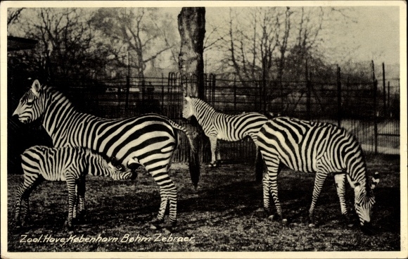 Postcard grazing zebras in the enclosure