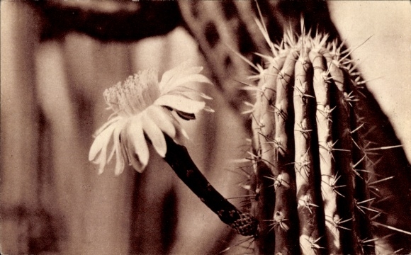 Postcard Flowering cactus, flower, plant