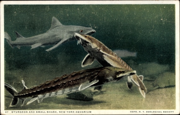 Postcard New York City USA, Aquarium, Sturgeon and Small Shark, Sturgeon, Shark