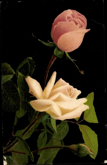 Postcard Blooming Roses, Flowers