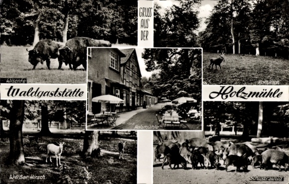 Postcard Eldagsen Springe am Deister Lower Saxony, bison, forest restaurant, Weisser Hirsch, Holzmühle...