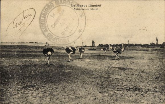 Postcard Morocco, The Sultan's ostriches