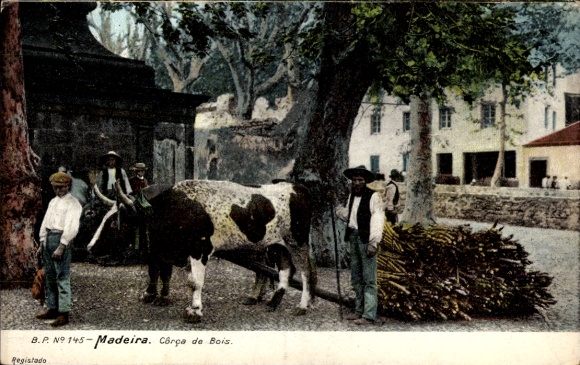 KP Madera Portugalia, Corca de Bois, wół, drewno