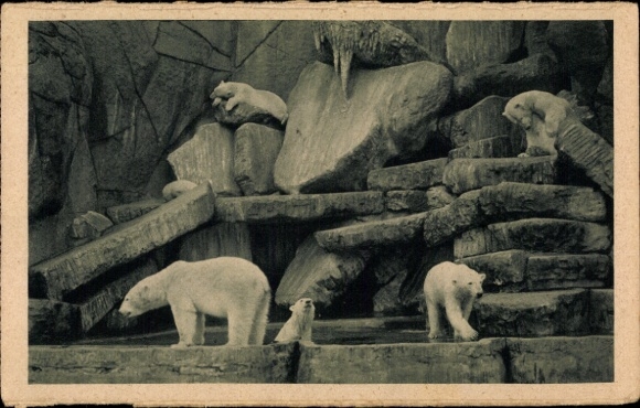 Ak Hamburg Eimsbüttel Stellingen, Carl Hagenbecks Tierpark, Eisbären im Tierpark, Felsen, Wass...