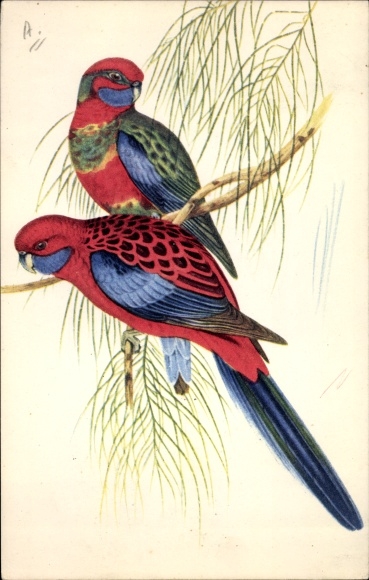 Postcard Parakeets Platycerques, Plattschweifsittiche