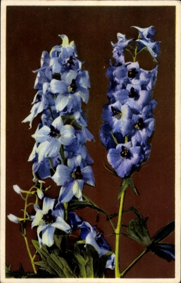 Postcard Nenke and Ostermaier Series 651 No. 1840, Delphinum elatum, Rietersporn