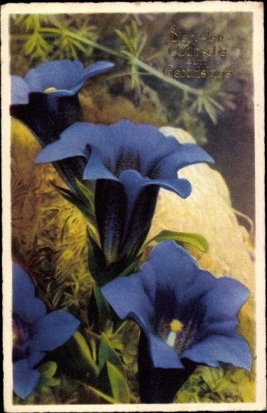 Postcard congratulations birthday, blue flowers, gentians