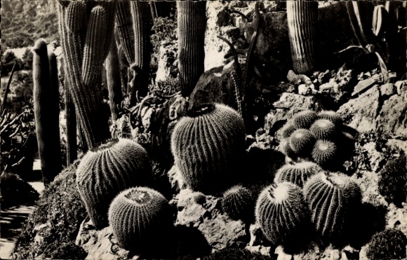 CPA Monaco, Jardin Exotique, Echinocactus grusoni et diverse