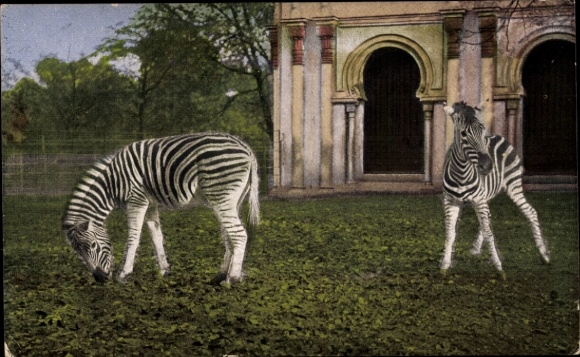 Postcard Cologne on the Rhine, Zoological Garden, Zebra