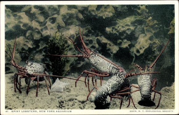 Postcard New York City USA, Crawfish, Aquarium