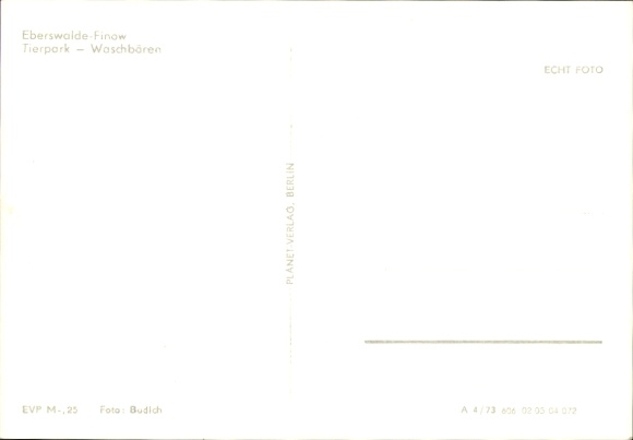 Postcard Finow Eberswalde in der Mark, zoo, raccoons