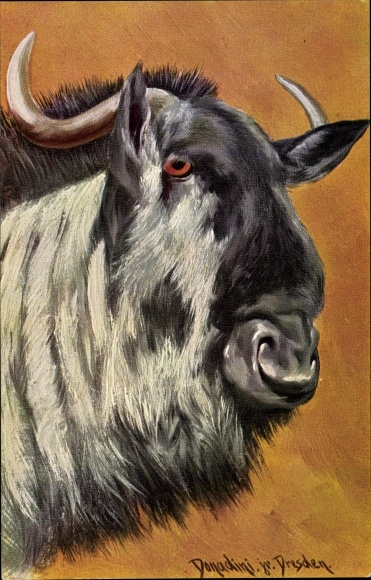 Artist PC Donadini, Antonio Ermenegildo, gnoe, buffel, kopstuk