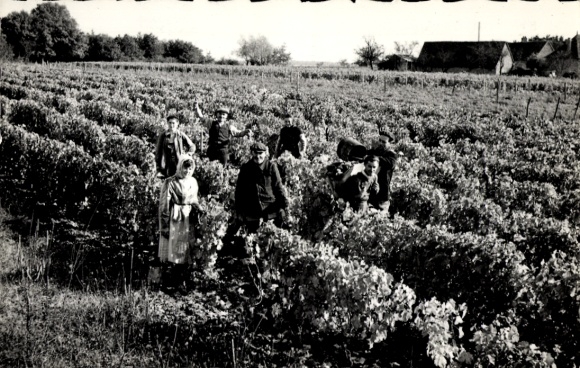 CPA Vendanges en Touraine, viticulture