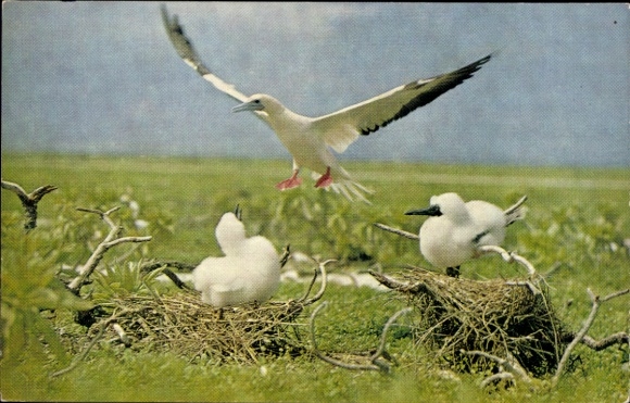 Postcard bird's nest, seagulls, young animals