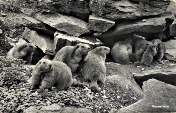 Postcard Airolo Canton Ticino Switzerland, St Gotthard Hospice, marmots