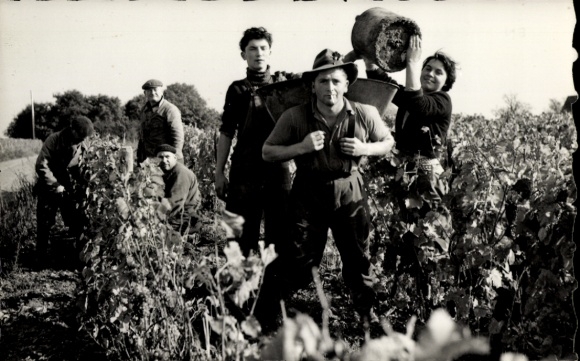 CPA Touraine, les Vendanges, winegrowing