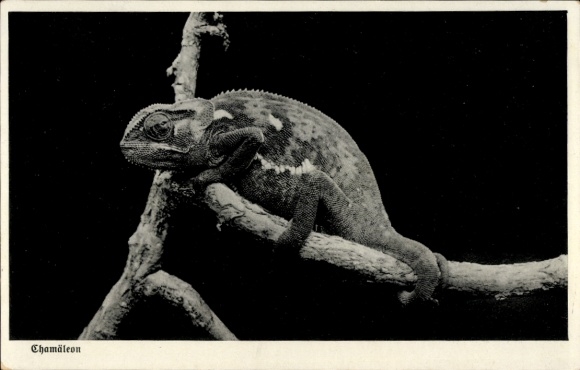 Postcard German Southwest Africa Namibia, Chameleon