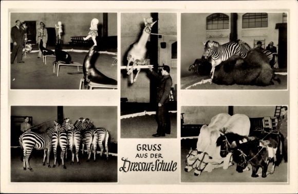 Postcard Hamburg Stellingen, Carl Hagenbecks Tierpark, dressage school, zebras, seals, ponies, camels, llamas