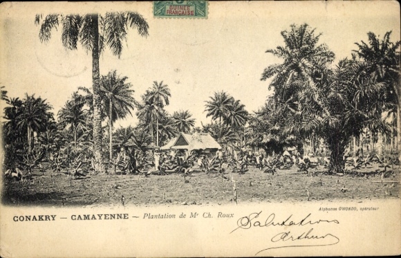 Ansichtkaart Conakry Guinea, plantage, palmbomen, Franse tekst