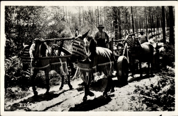 Postcard Wald, Attelage de mules en ete