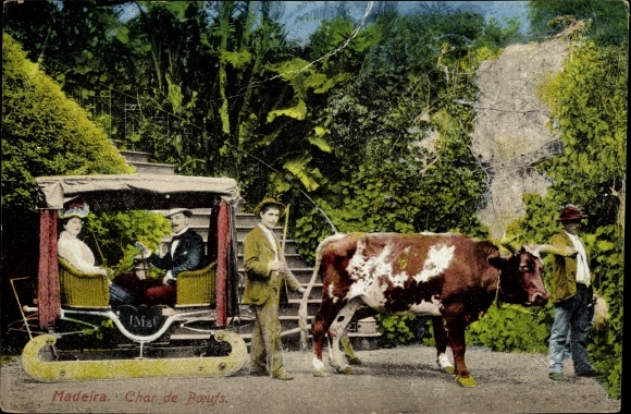 Postcard Insel Madeira Portugal, Ox Cart, Schlitten