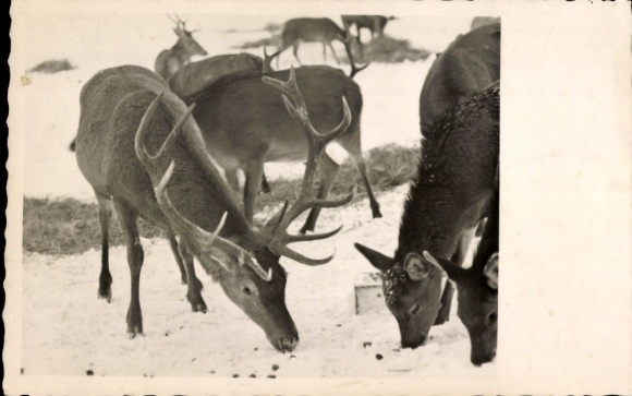 Postcard Bad Berleburg in Westphalia, feeding wild animals in the Wittgenstein Forest